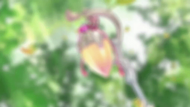 萌技アニメ360p.gif